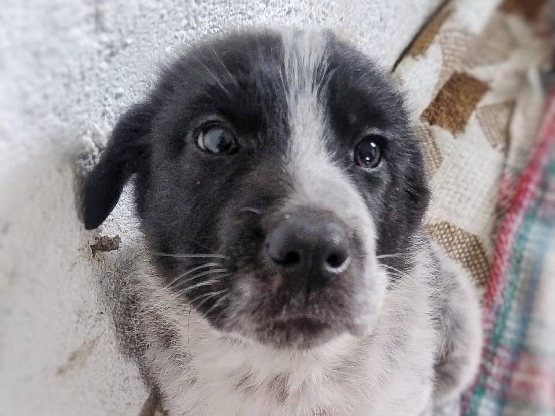 Vuoi adottare un cane a Crotone?