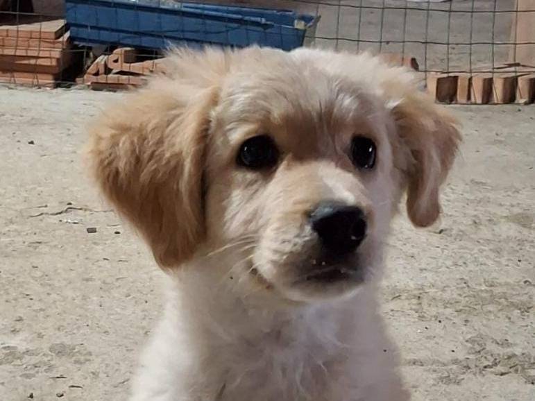 Adotta un cane, maschio, 6 mesi, Crotone