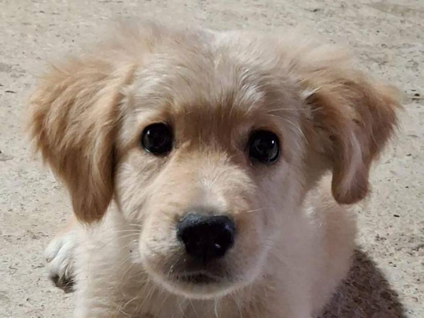 Adotta un cane, taglia media, maschio, Crotone