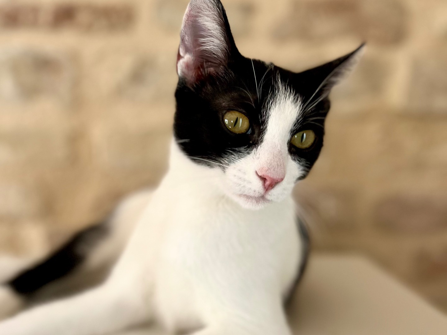 Adozione gatto, femmina, Razza sconosciuta Razza sconosciuta, 1 anno e 7 mesi, taglia non valida, Ancona