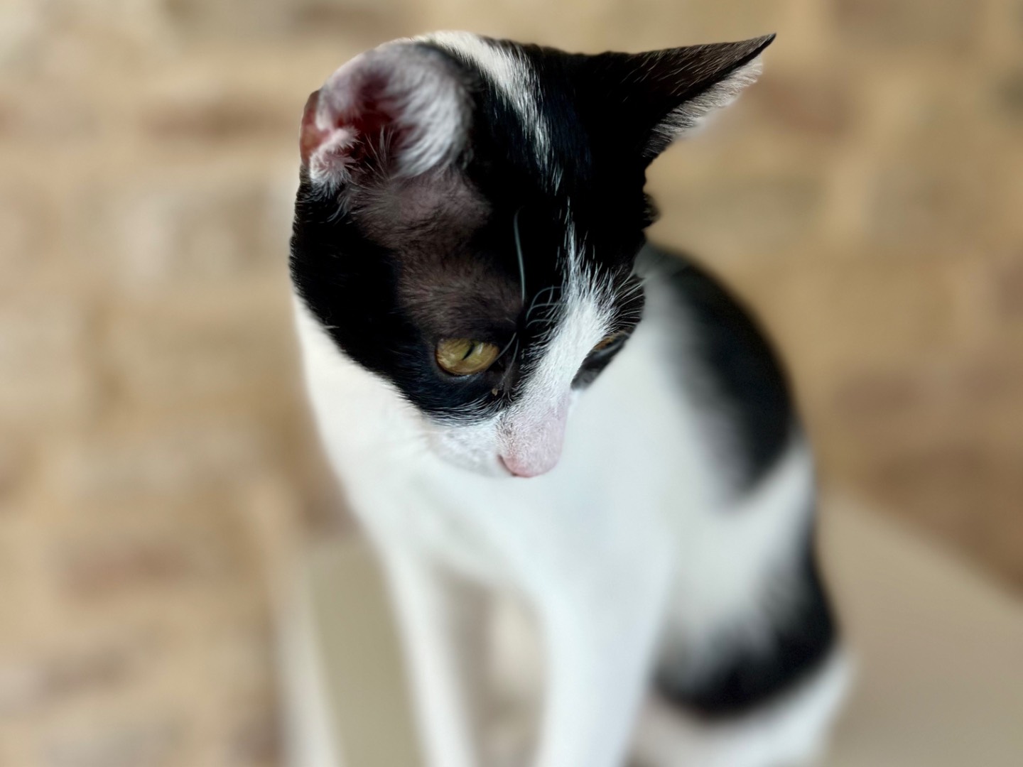 Vuoi adottare un gatto a Ancona?