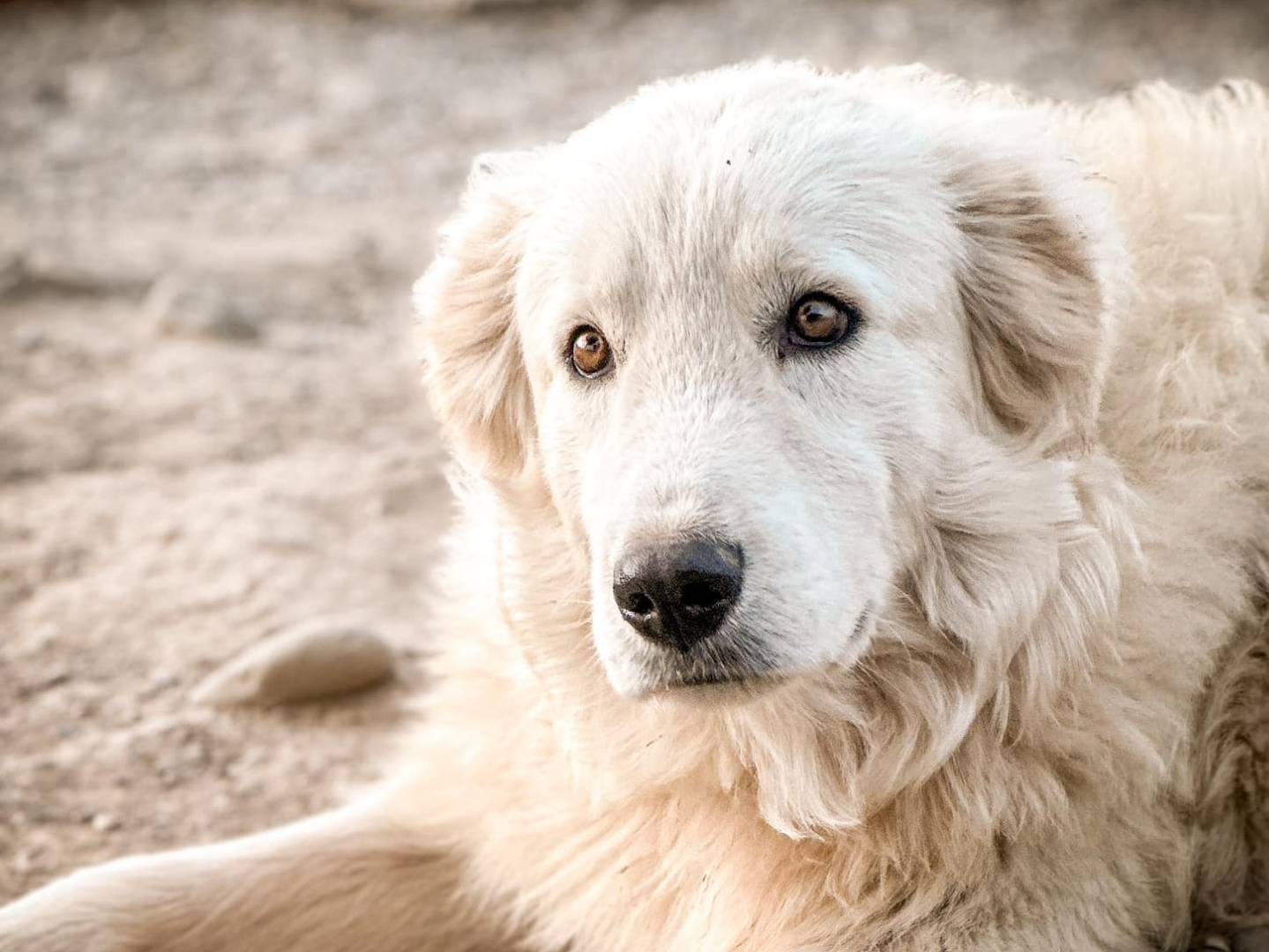 Foto dell'animale