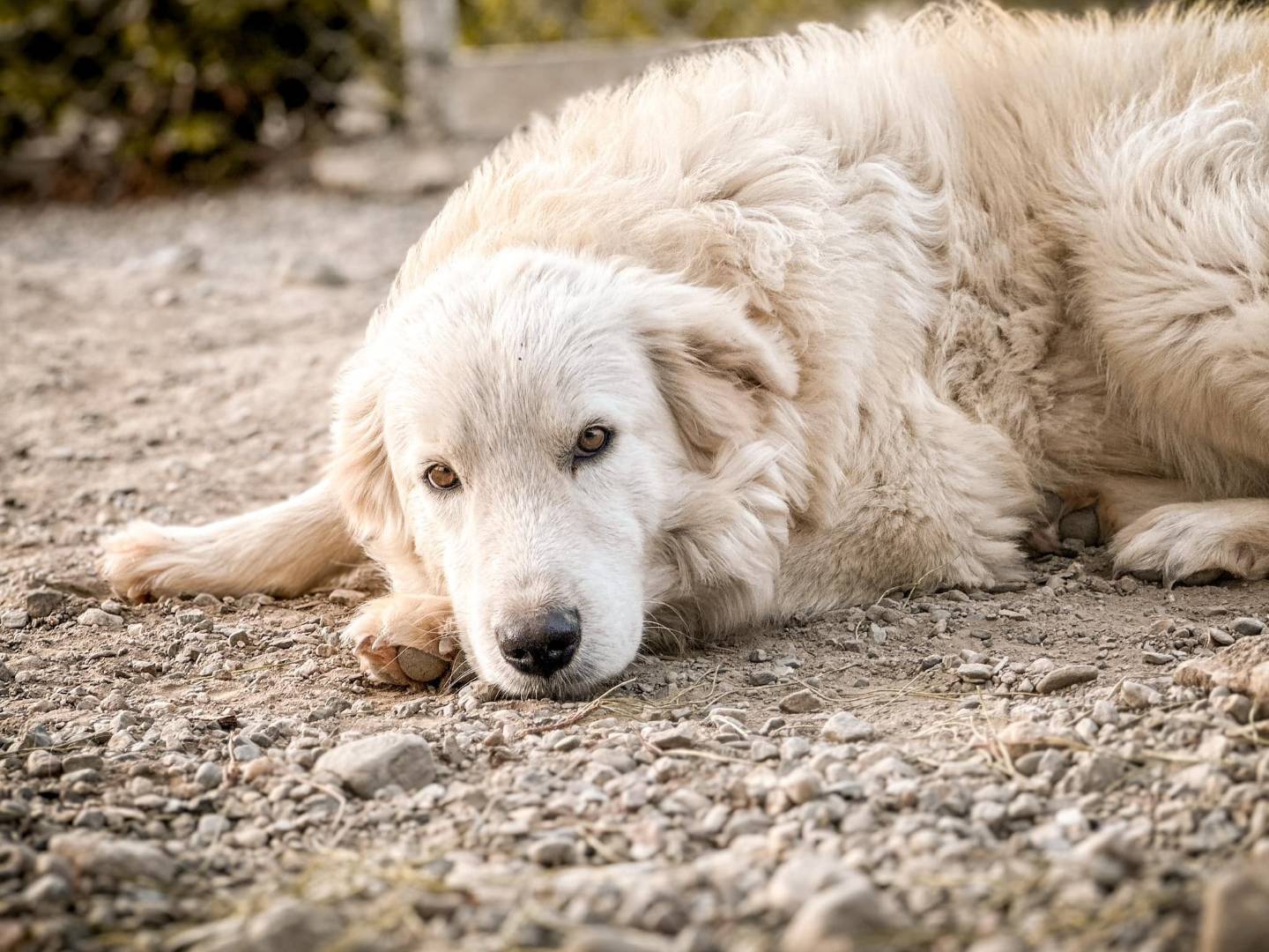 Adotta un cane, maschio, 1 anno e 6 mesi , Crotone