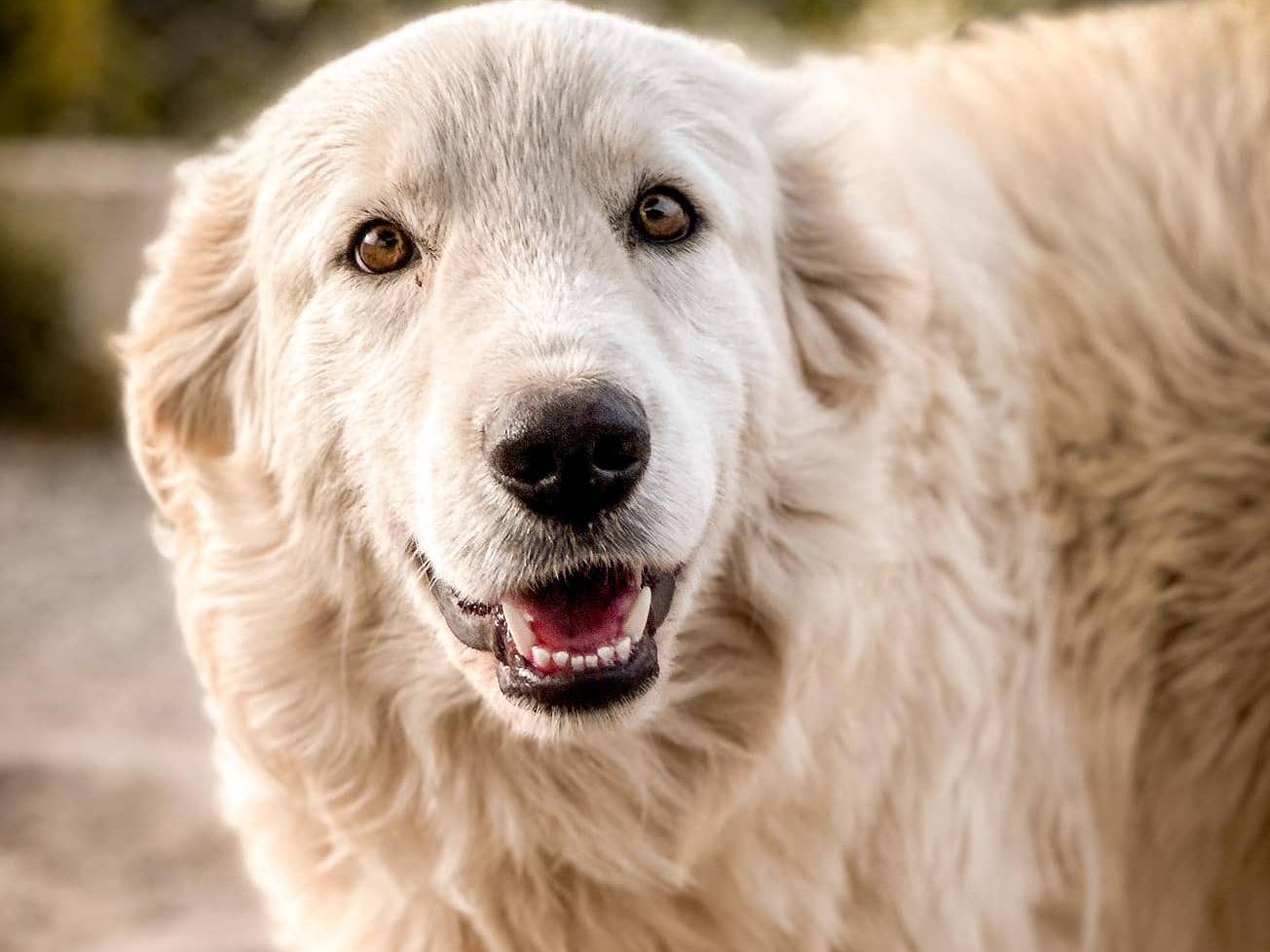 Adotta un cane, taglia grande, maschio, Crotone