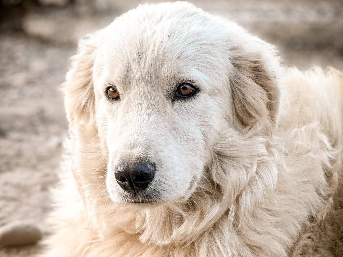 Vuoi adottare un cane a Crotone?