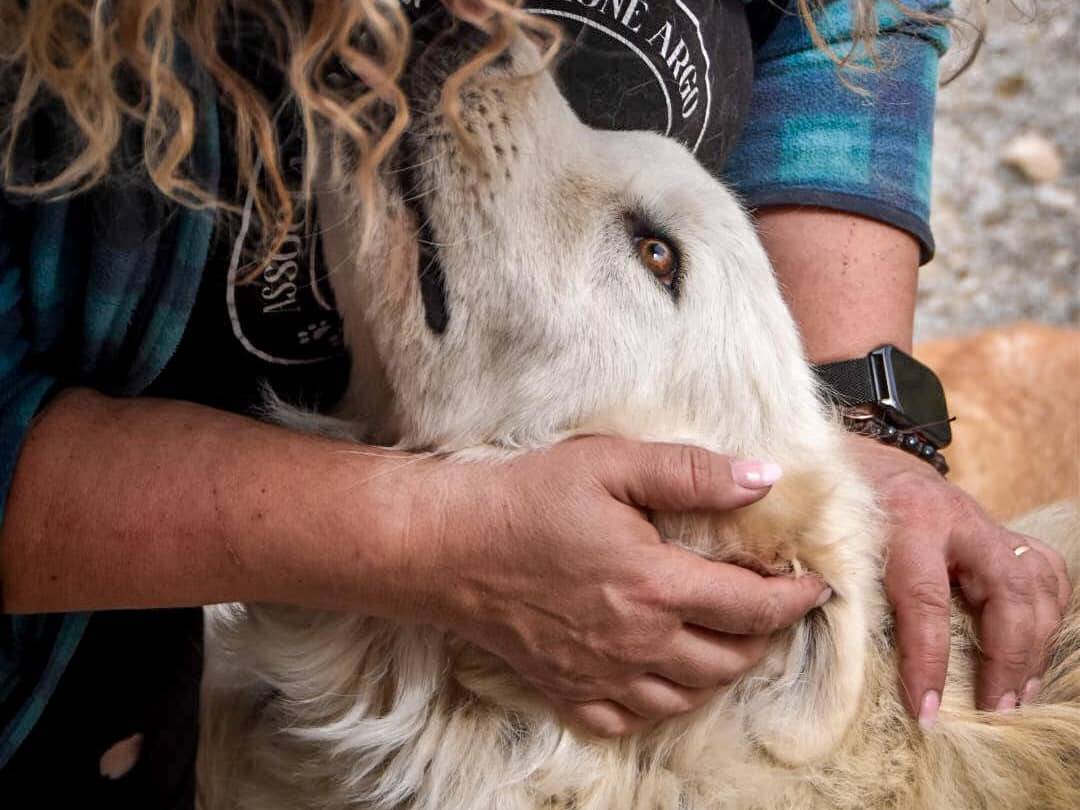 Adotta il cane connor a Crotone