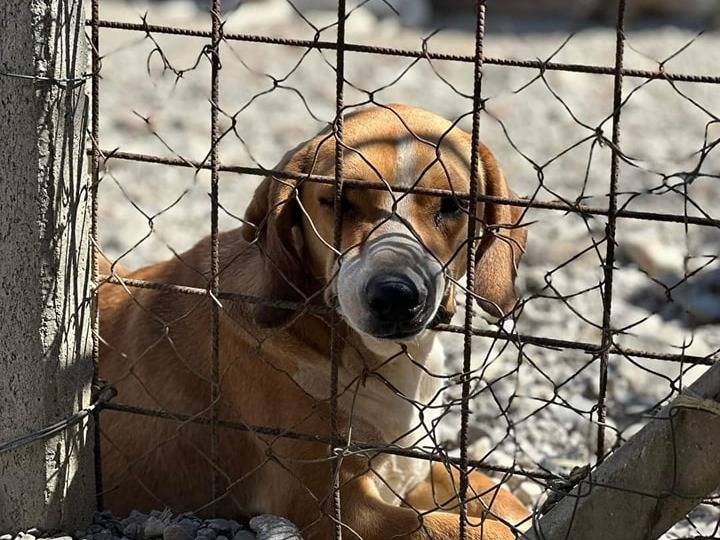 Adotta un cane, maschio, 2 anni  e 10 mesi , Crotone