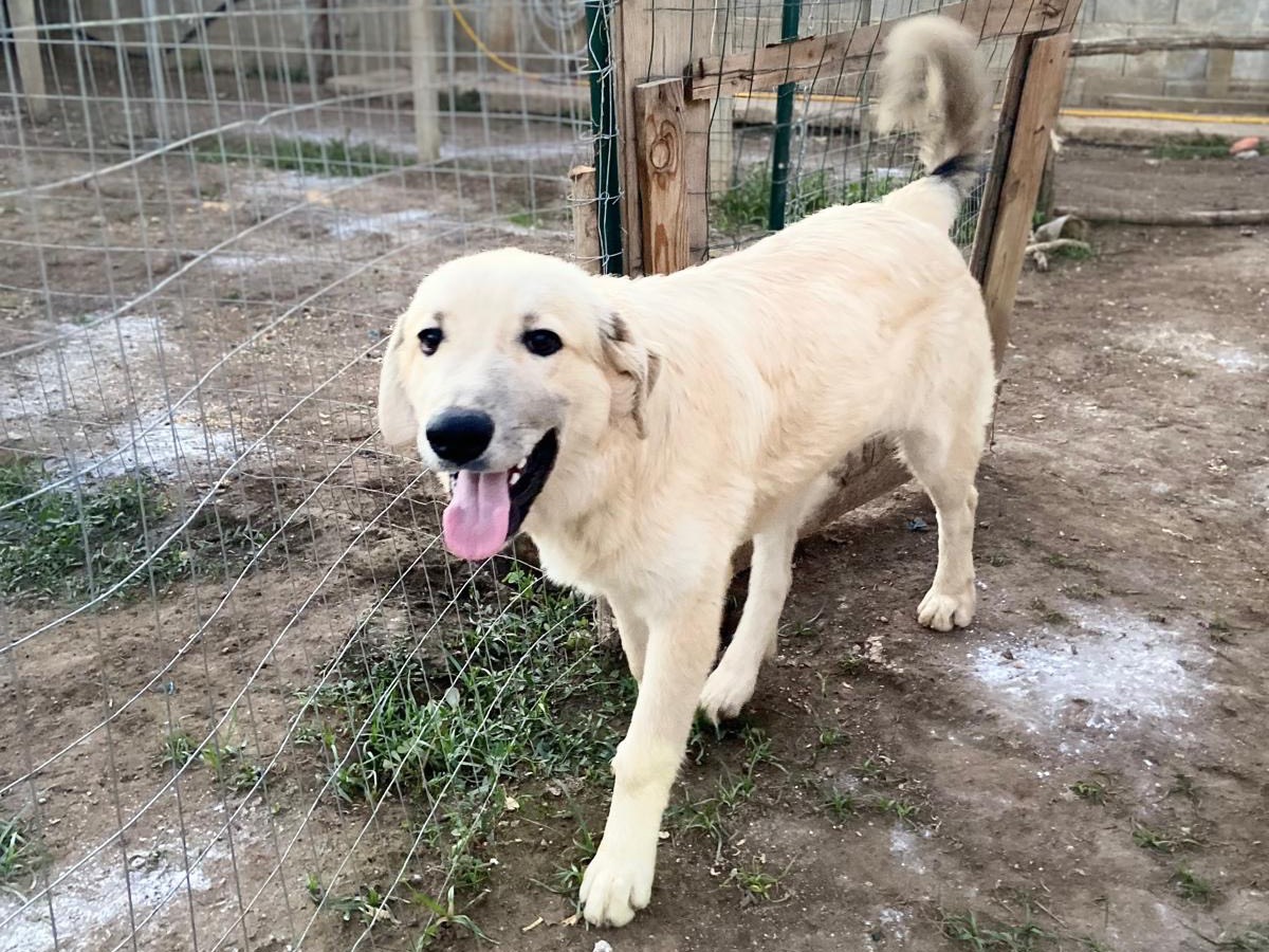 Adotta un cane, maschio, 9 mesi, Caserta