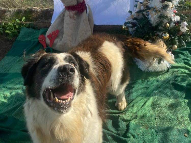 Adotta un cane, taglia gigante, maschio, Bari