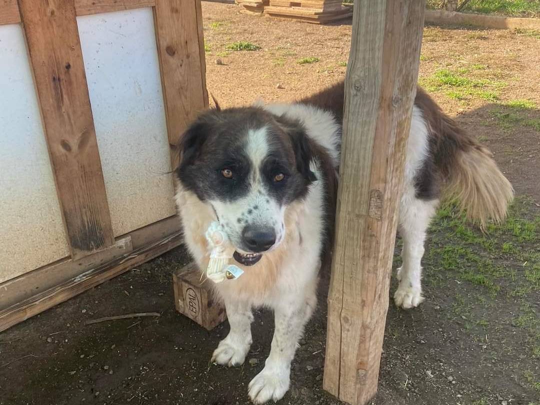 Vuoi adottare un cane a Bari?