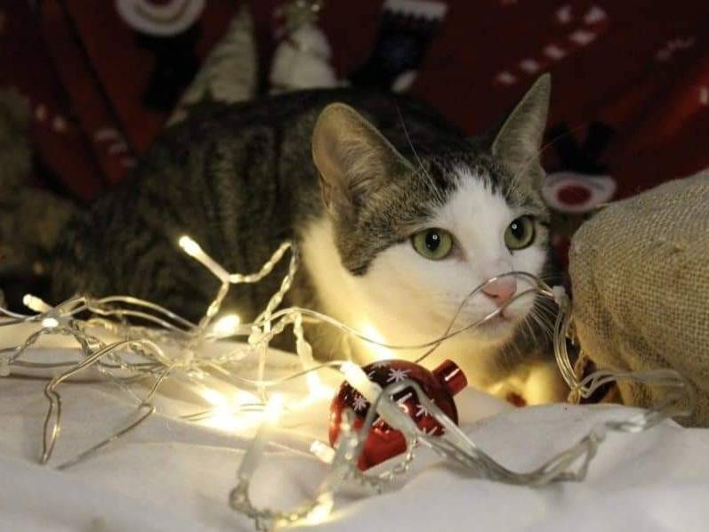 Adotta un gatto, femmina, 10 mesi, Bari