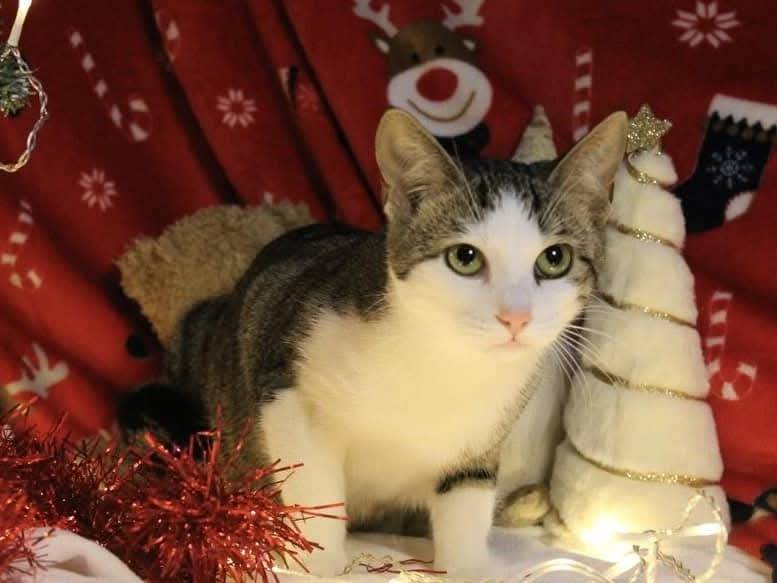 Adotta un gatto, taglia non valida, femmina, Bari