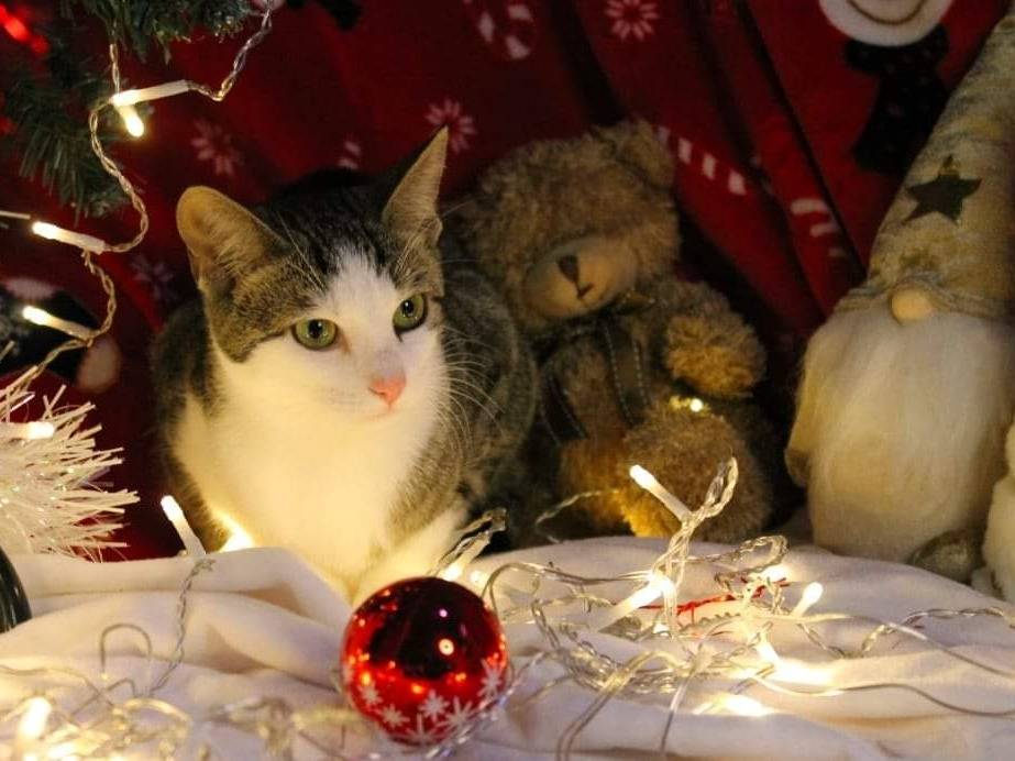 Vuoi adottare un gatto a Bari?