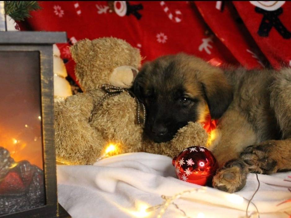 Adotta un cane, maschio, 1 mesi, Bari