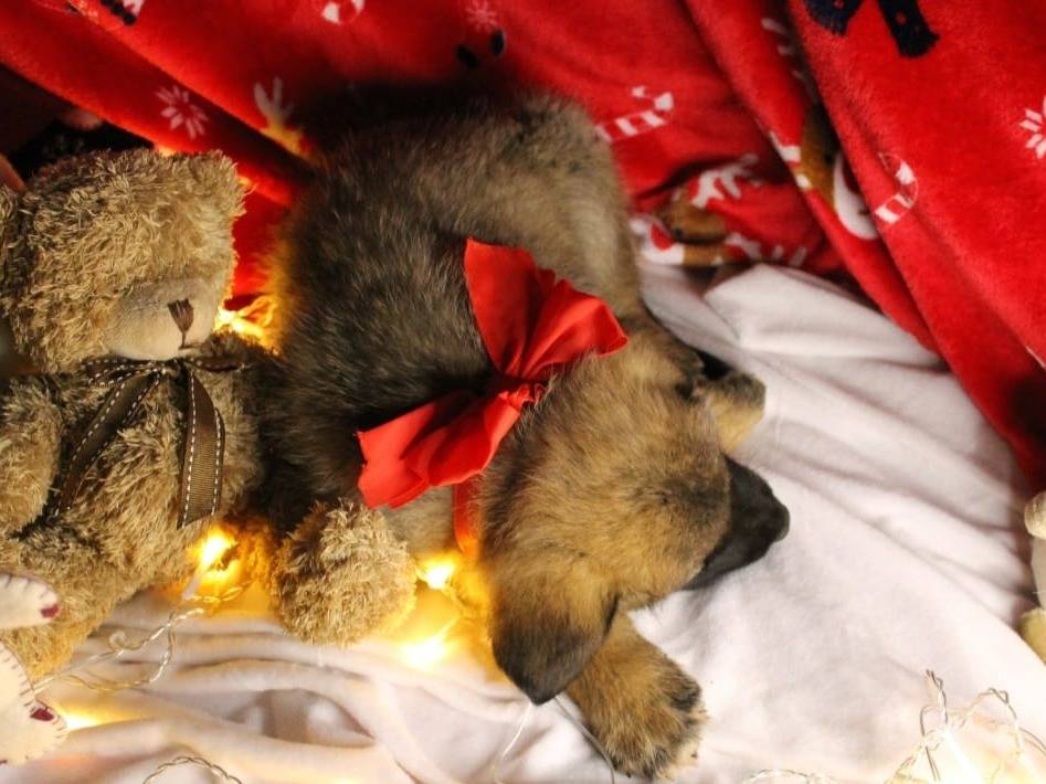 Adotta un cane, taglia media, maschio, Bari