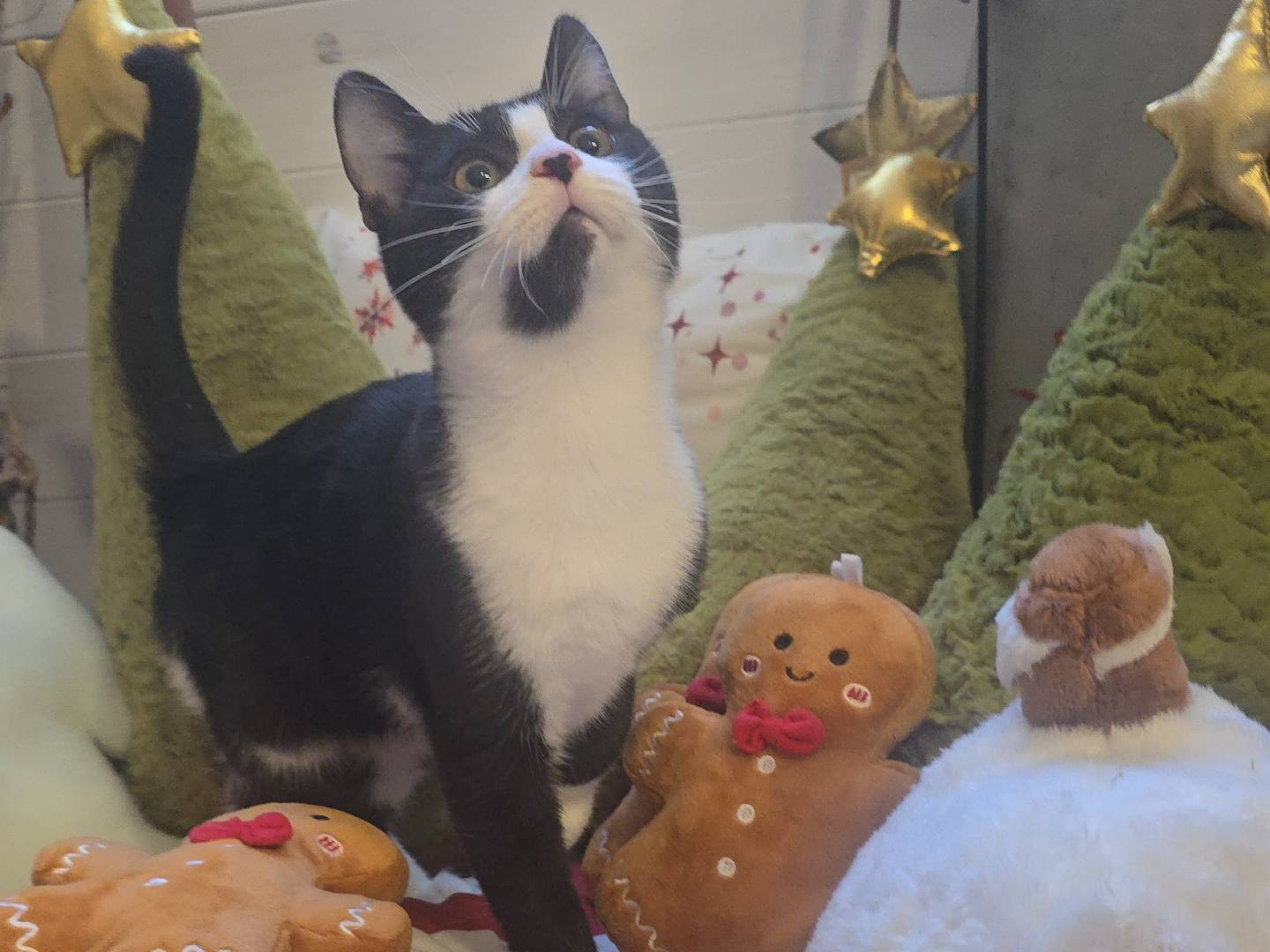 Adotta un gatto, maschio, 1 anno e 9 mesi, Bari