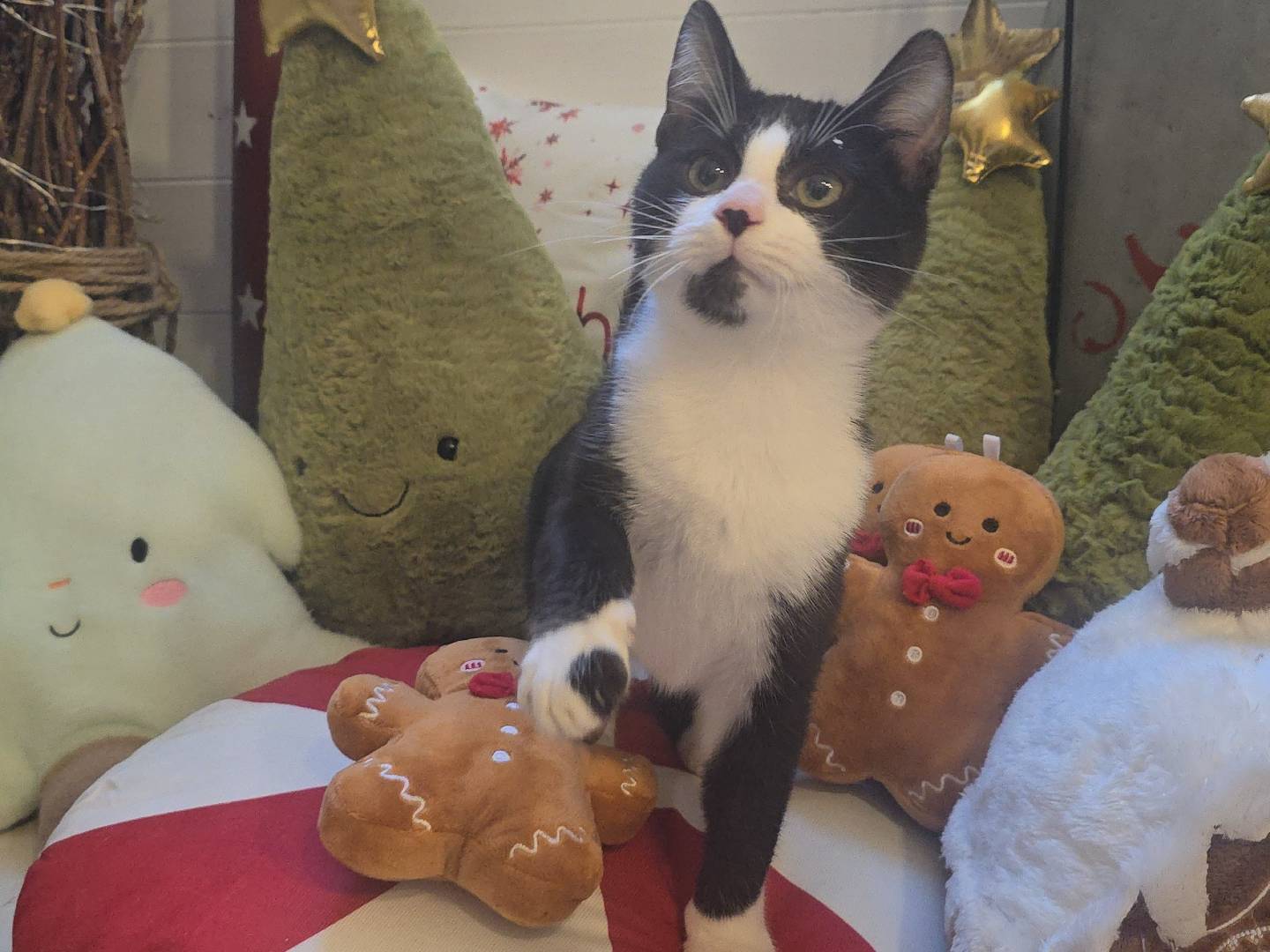 Adotta un gatto, taglia non valida, maschio, Bari