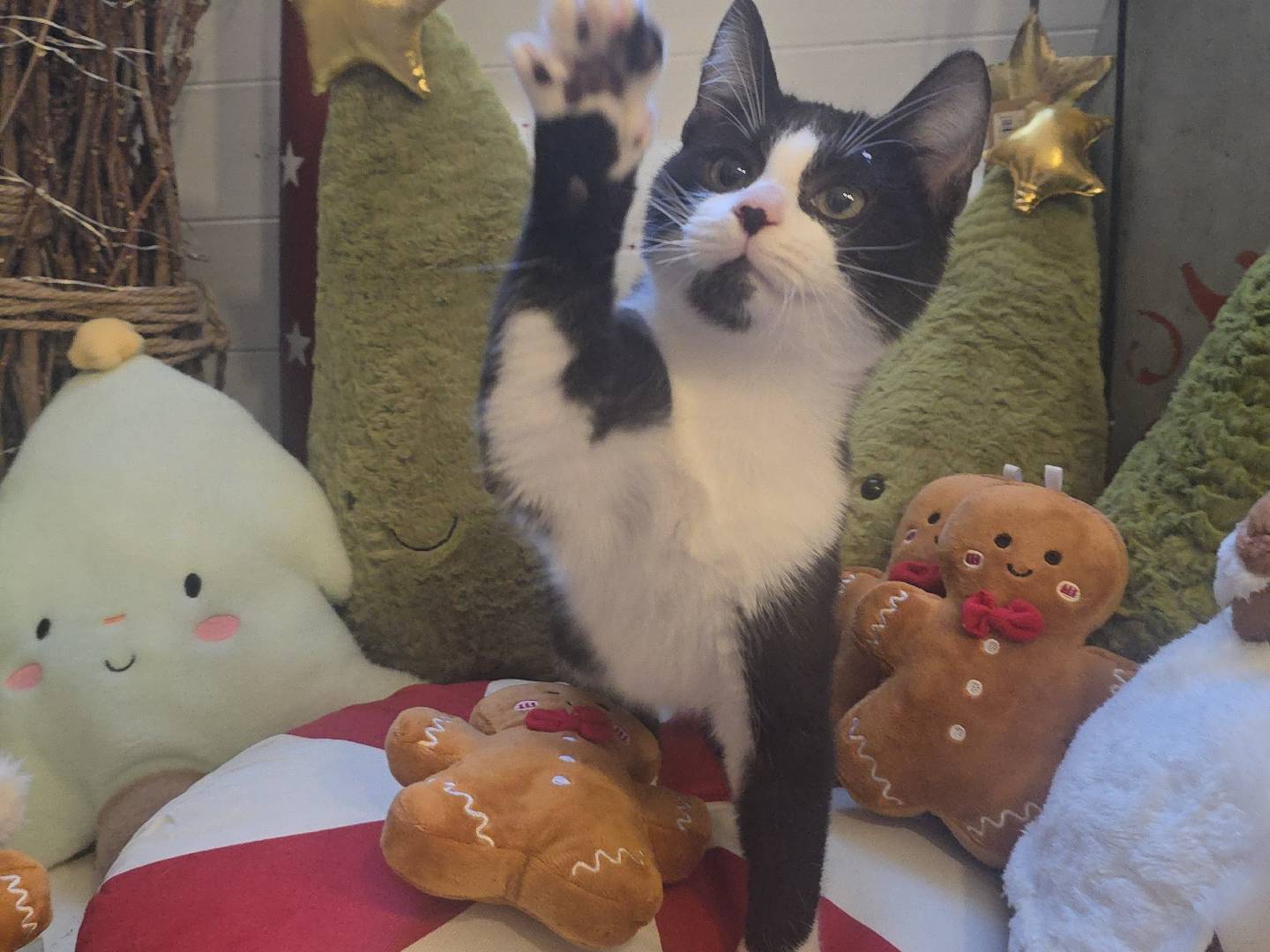 Vuoi adottare un gatto a Bari?