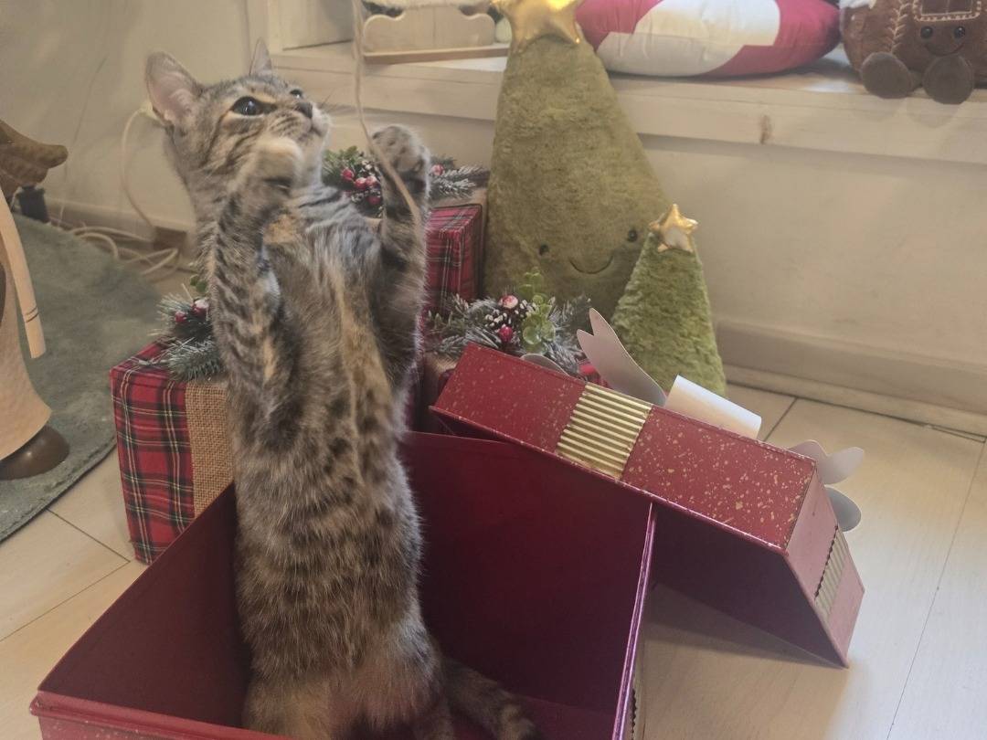 Adotta un gatto, femmina, 1 anno e 9 mesi, Bari