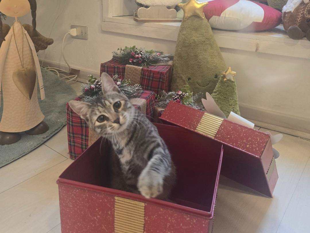 Adotta un gatto, taglia non valida, femmina, Bari