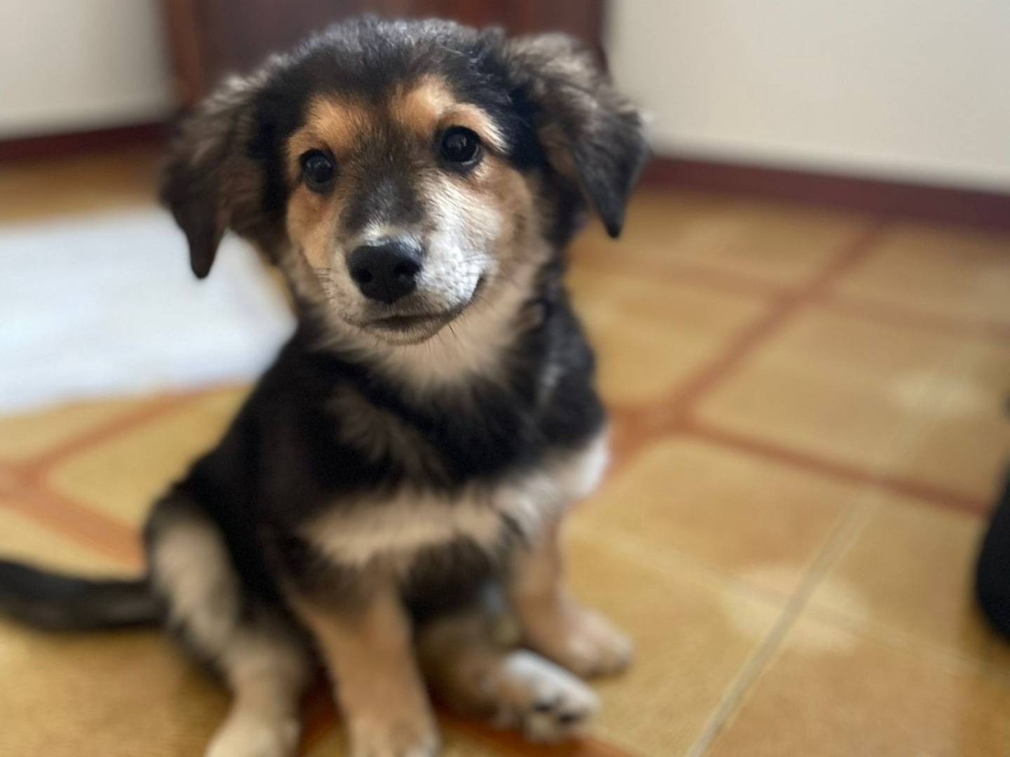 Adozione cane, femmina, Razza sconosciuta Razza sconosciuta, 2 mesi, taglia media contenuta, Bari