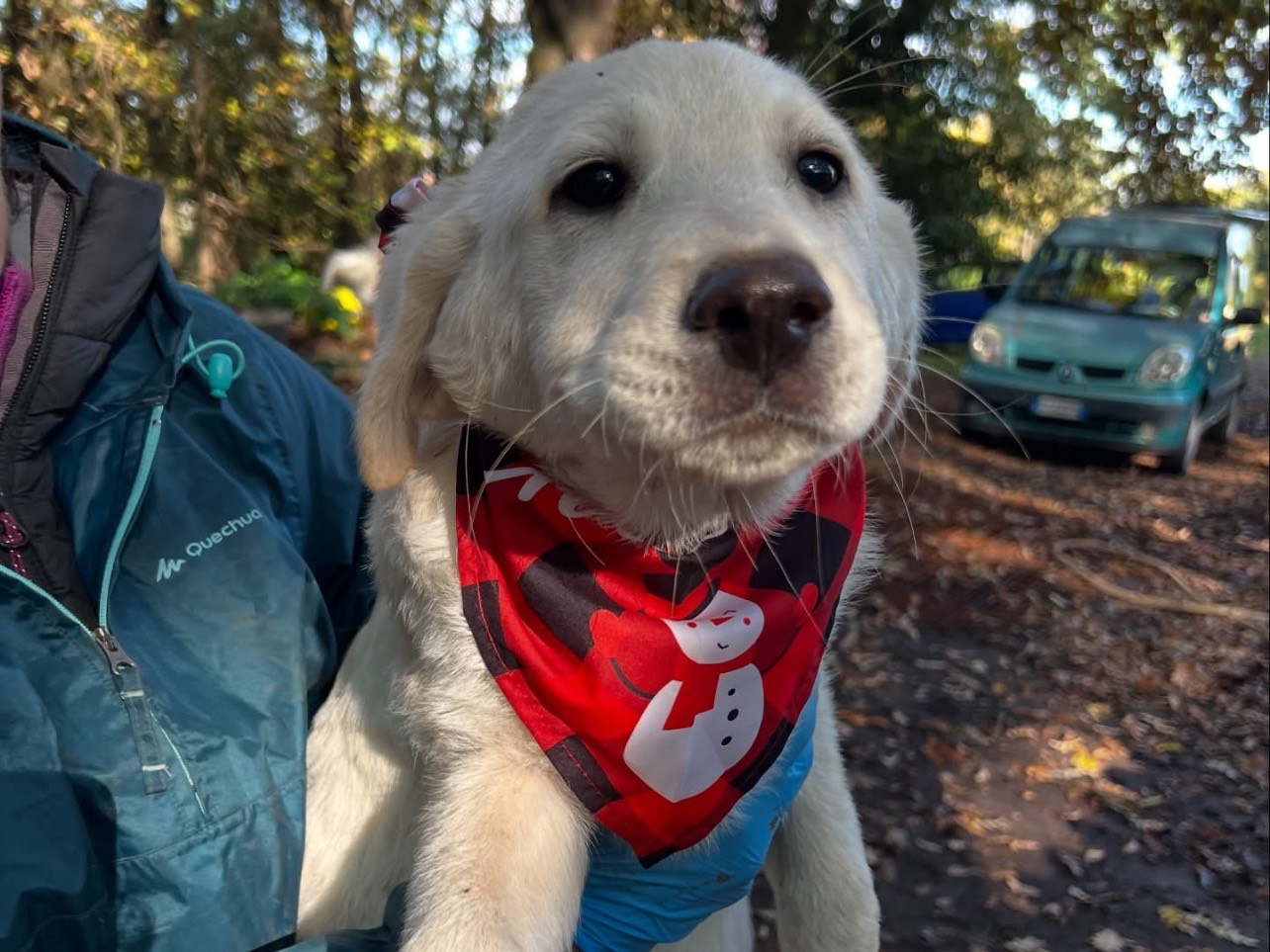 Adotta il cane Mousse a Roma