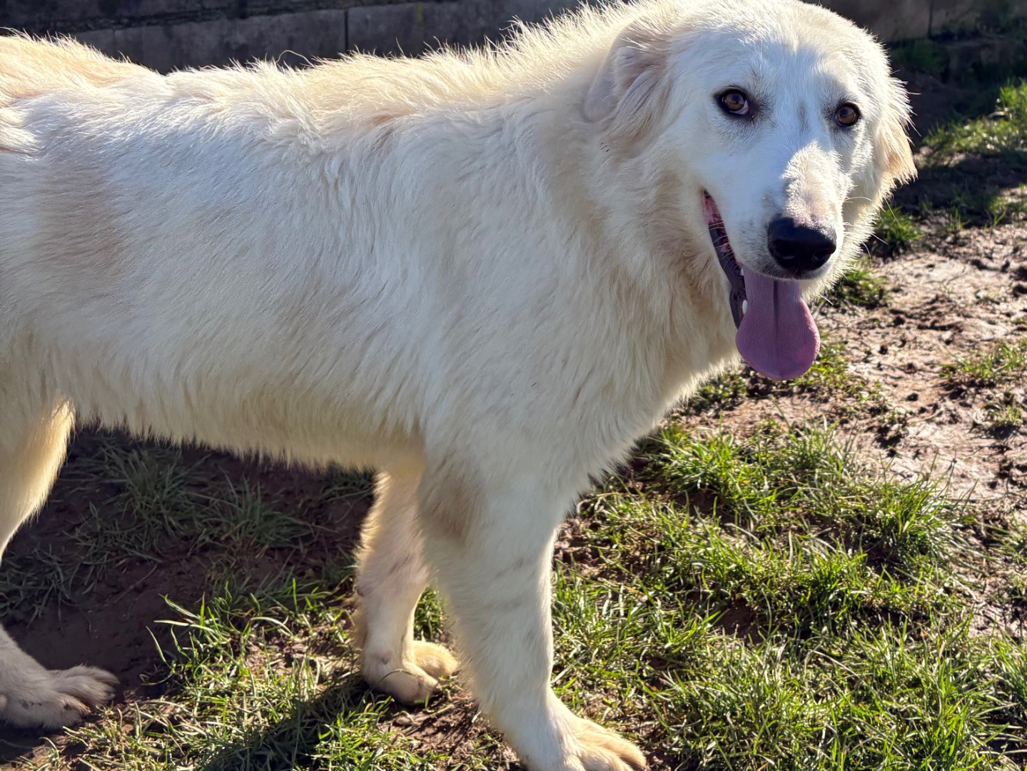 Adotta un cane, femmina, 1 anno e 3 mesi , Frosinone