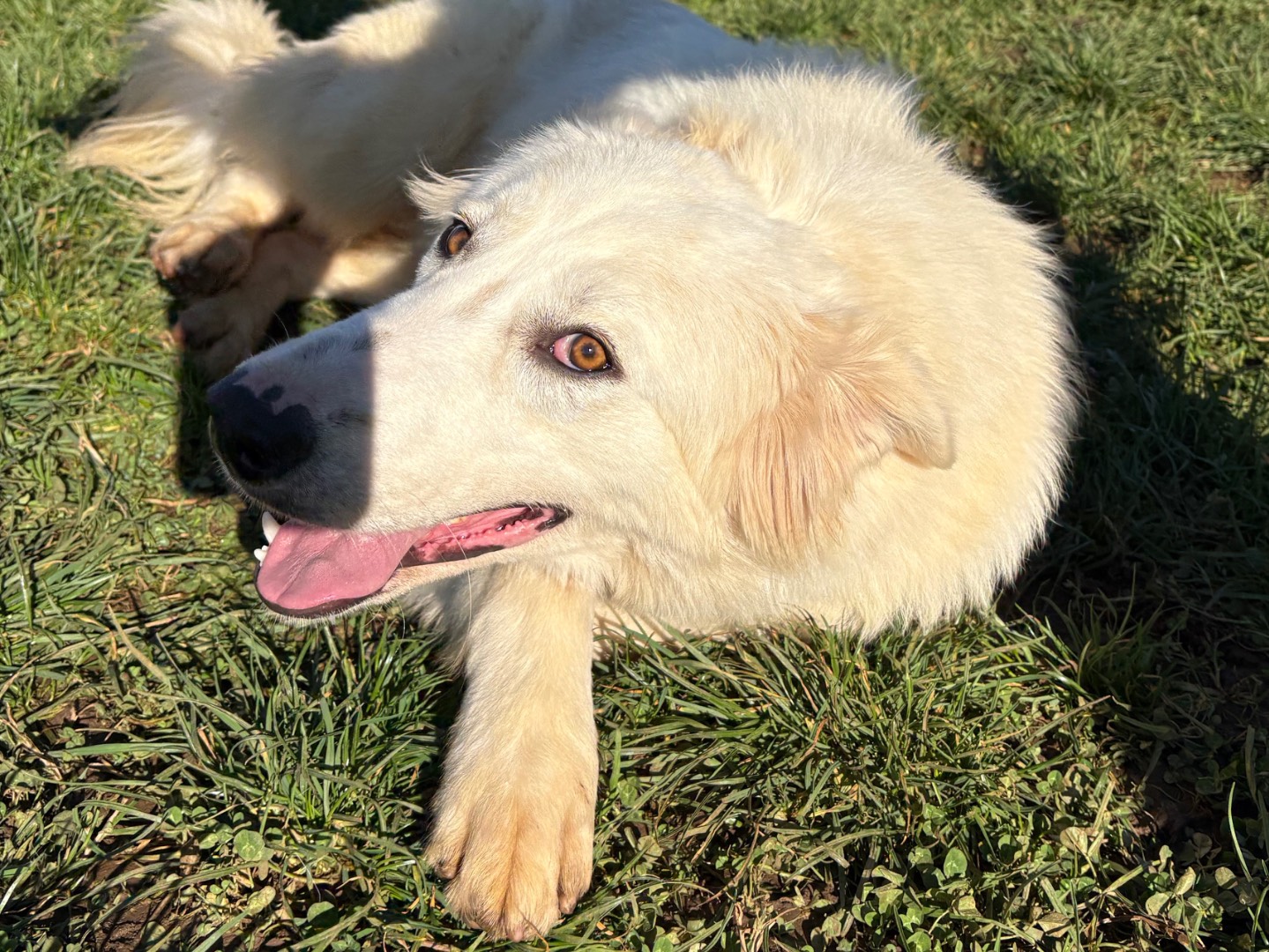 Adotta un cane, taglia media, femmina, Frosinone