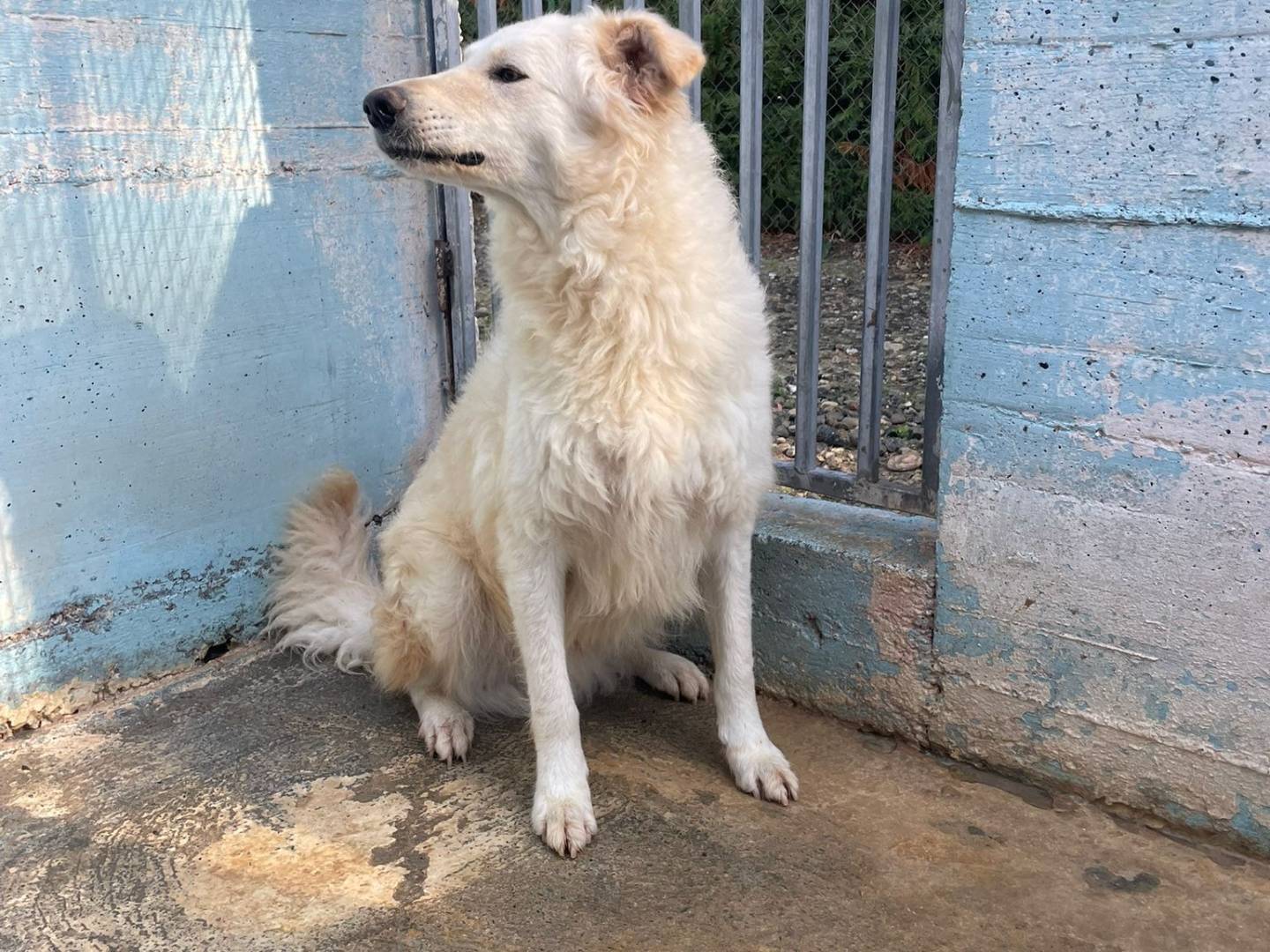 Adozione cane, maschio, Razza sconosciuta Razza sconosciuta, 2 anni e 4 mesi, taglia media, Crotone