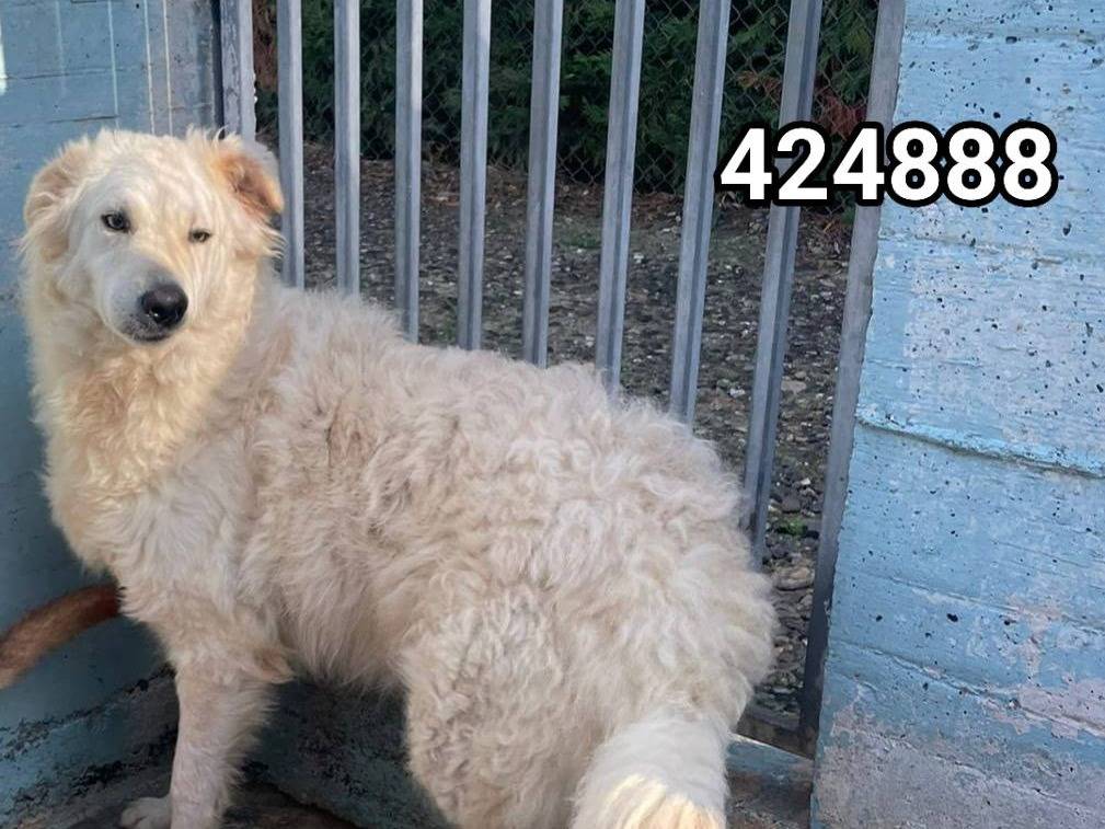 Adotta un cane, maschio, 2 anni e 4 mesi, Crotone