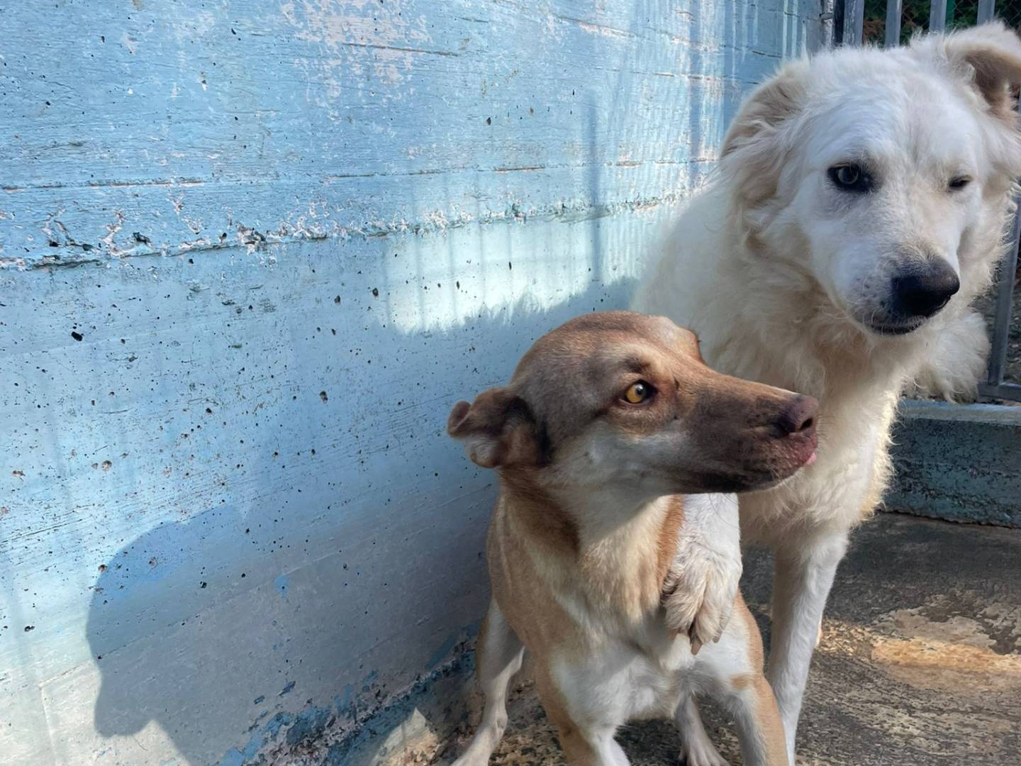 Adotta un cane, taglia media, maschio, Crotone
