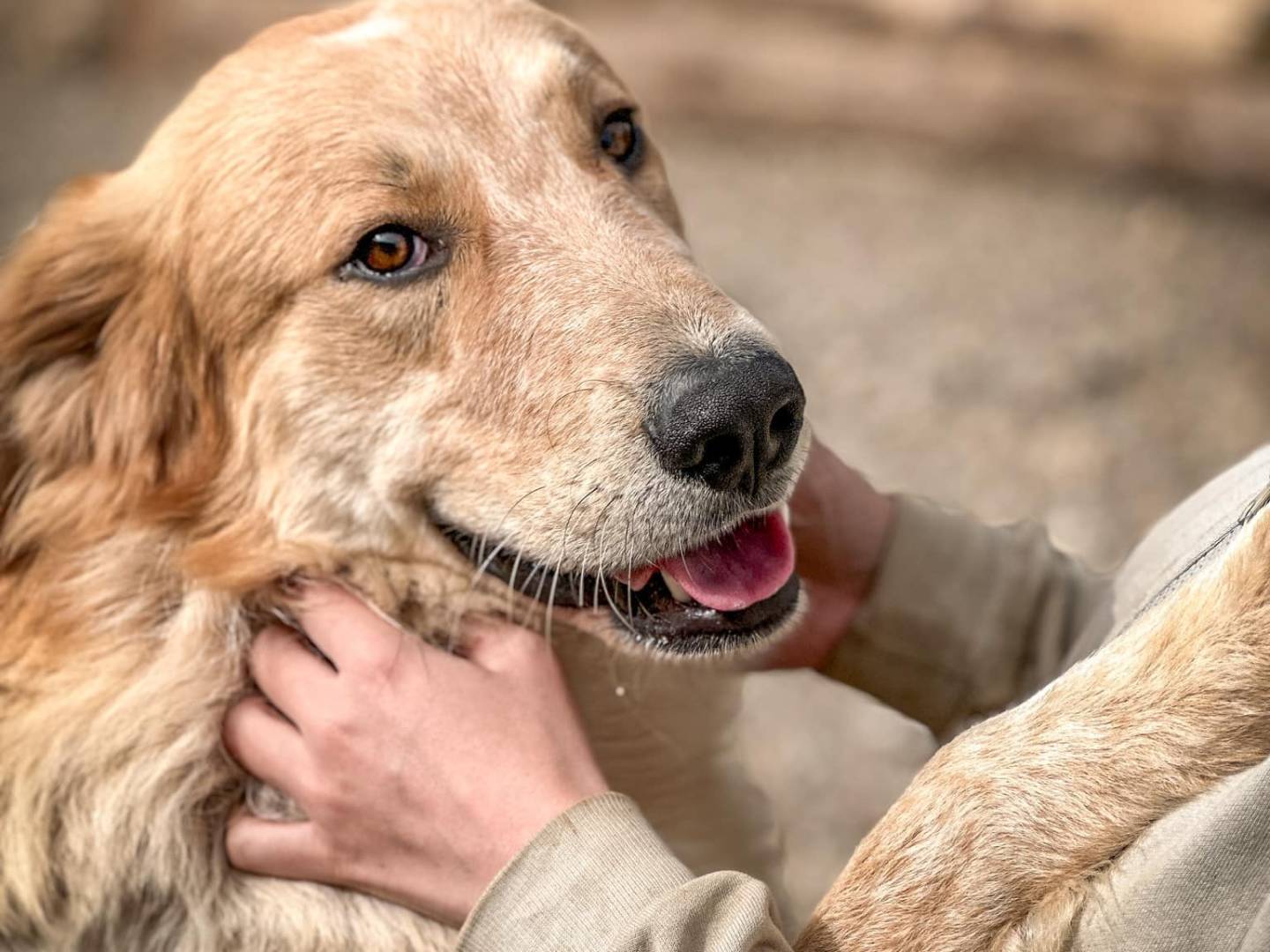 Foto dell'animale