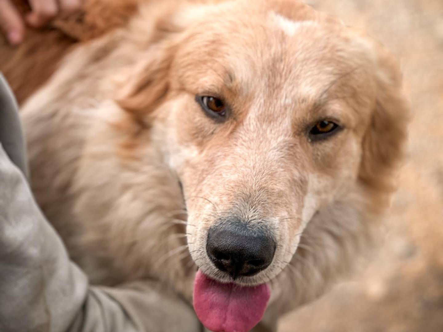 Vuoi adottare un cane a Crotone?