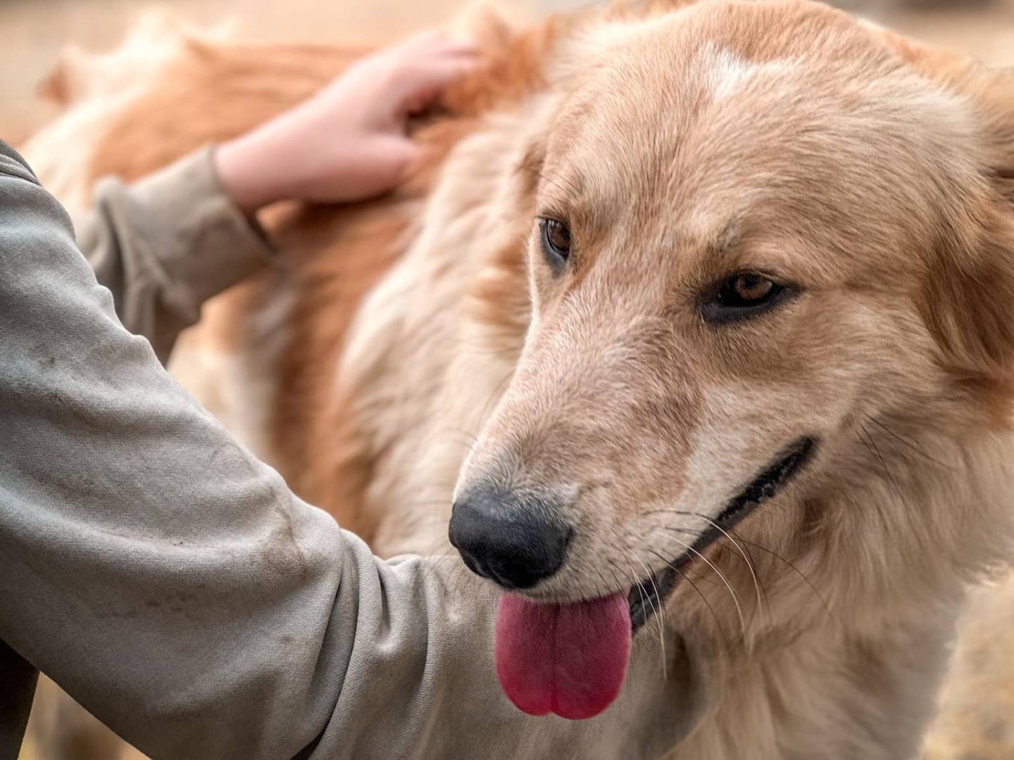 Adotta il cane buck a Crotone