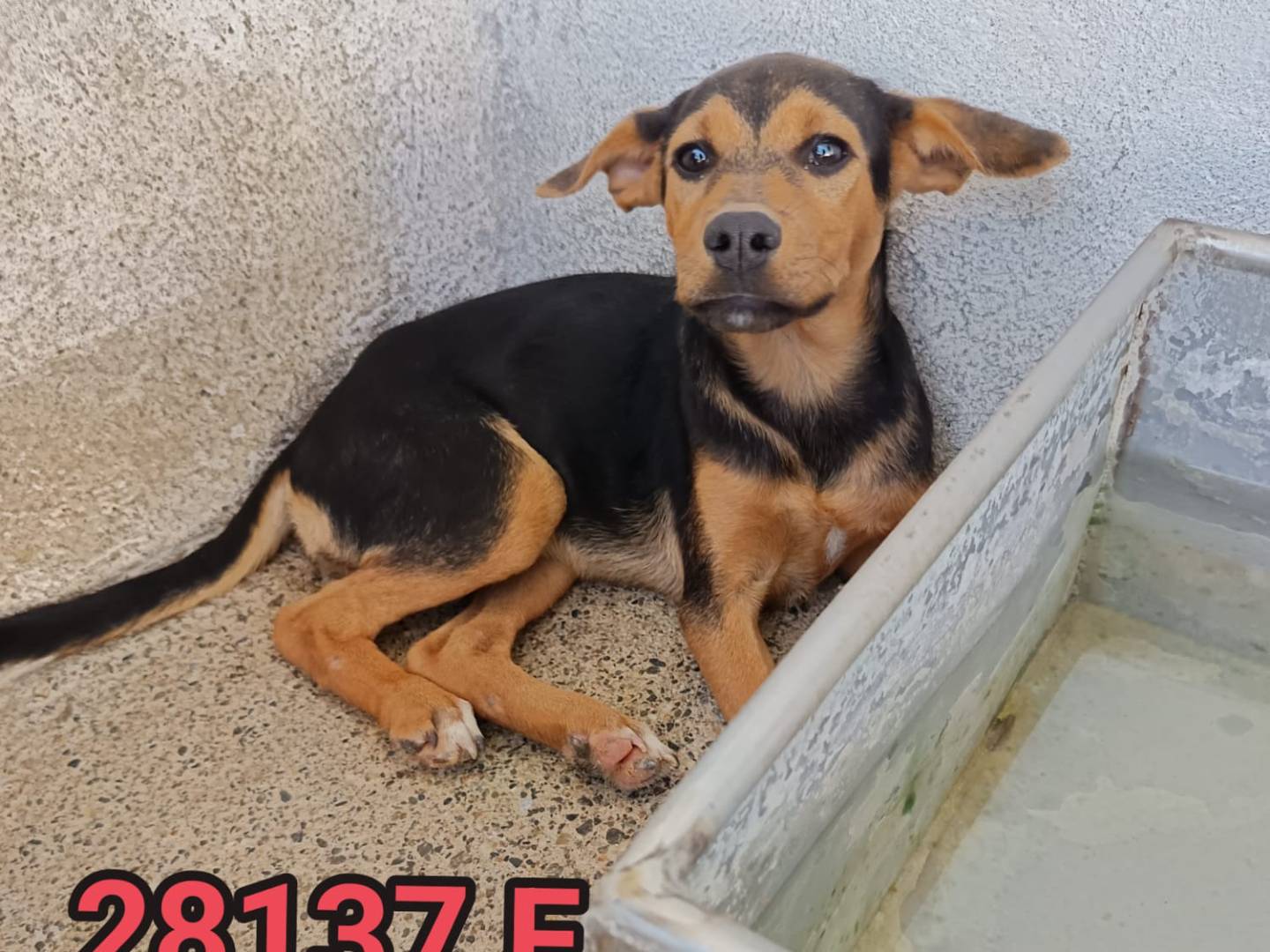 Adozione cane, femmina, Razza sconosciuta Razza sconosciuta, 5 mesi, taglia media contenuta, Crotone