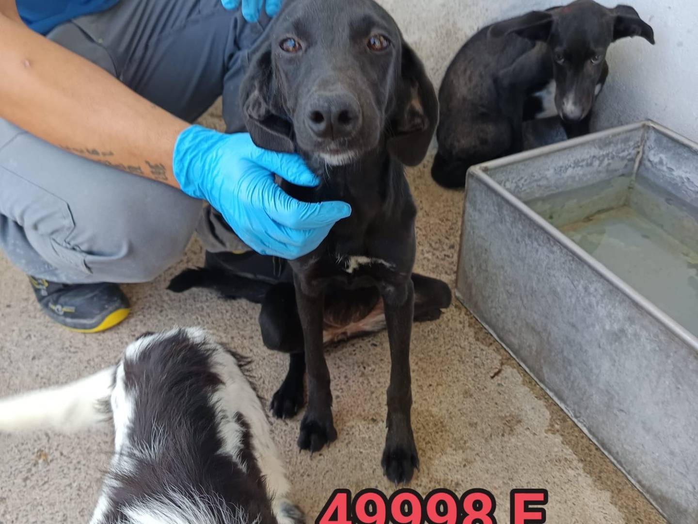Foto dell'animale