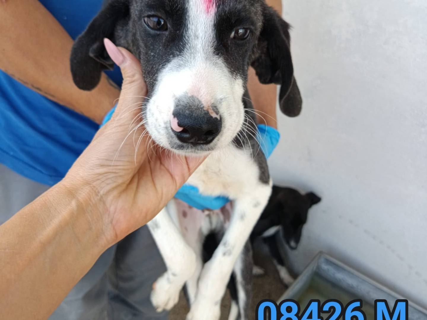 Foto dell'animale
