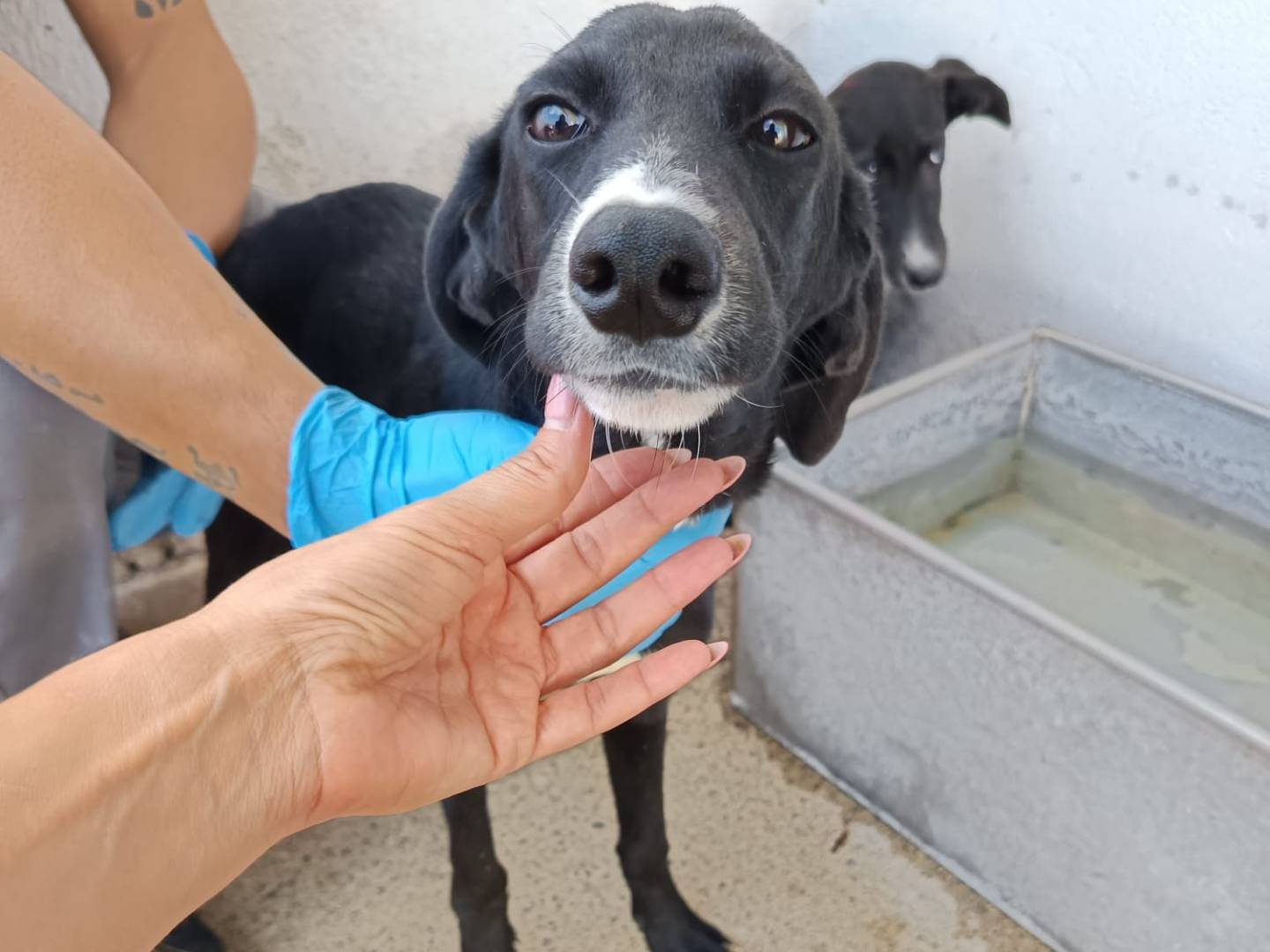 Foto dell'animale