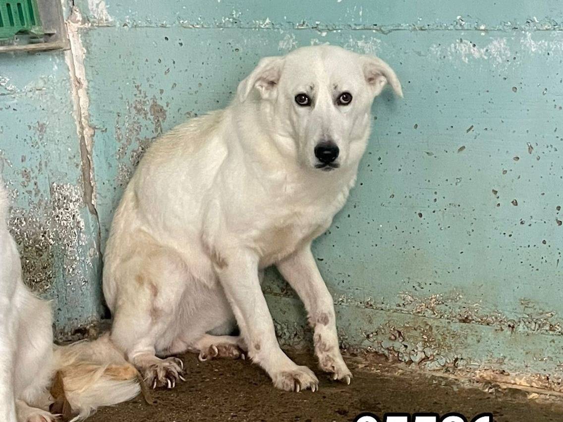 Adozione cane, femmina, Razza sconosciuta Razza sconosciuta, 1 anno e 8 mesi, taglia media, Crotone
