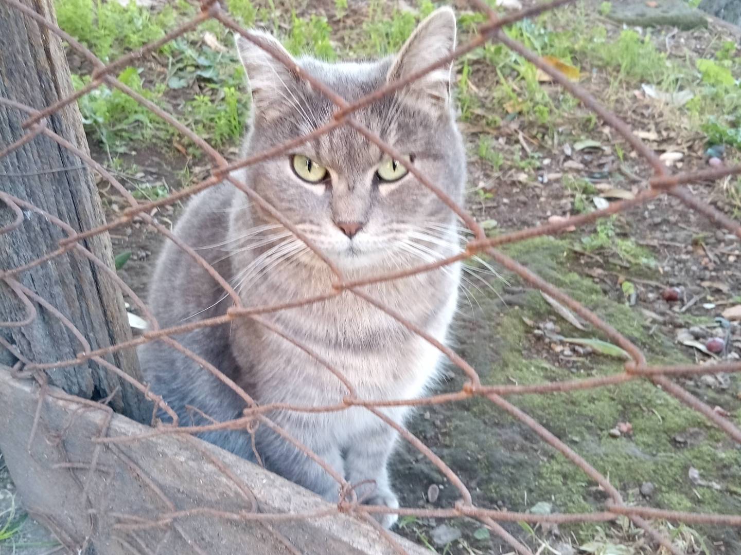 Foto dell'animale
