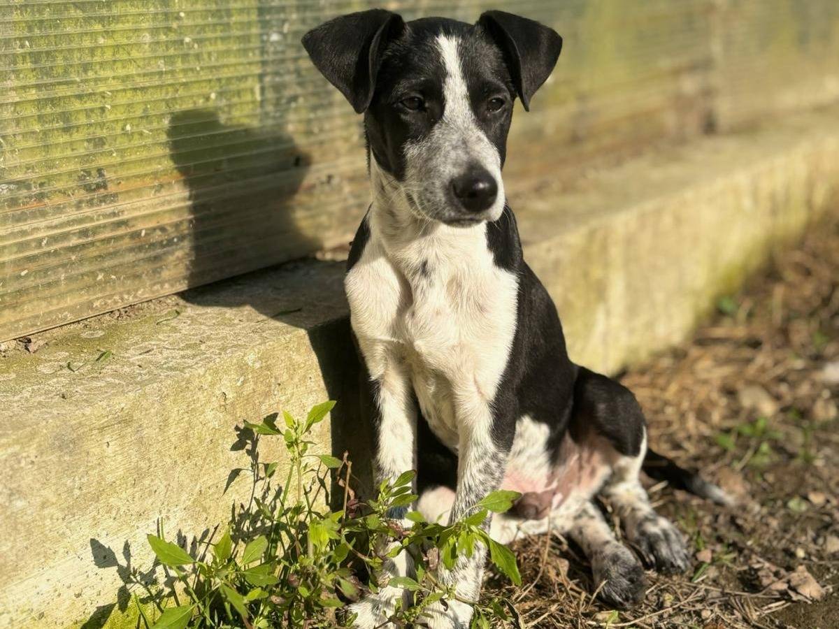 Adozione cane, maschio, Razza sconosciuta Razza sconosciuta, 1 anno, taglia media contenuta, Milano