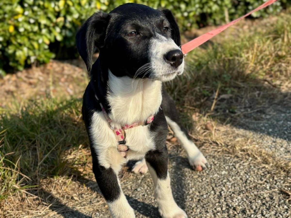 Adozione cane, femmina, Razza sconosciuta Razza sconosciuta, 1 anno, taglia media contenuta, Milano
