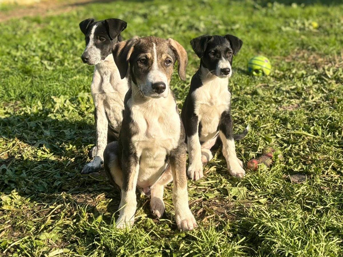 Adotta un cane, taglia media contenuta, femmina, Milano