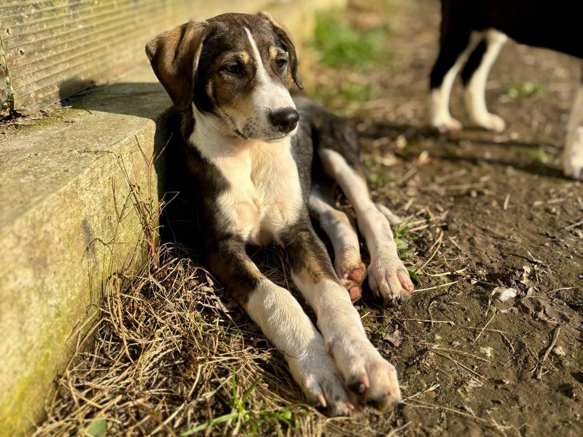 Adozione cane, maschio, Razza sconosciuta Razza sconosciuta, 1 anno, taglia media contenuta, Milano