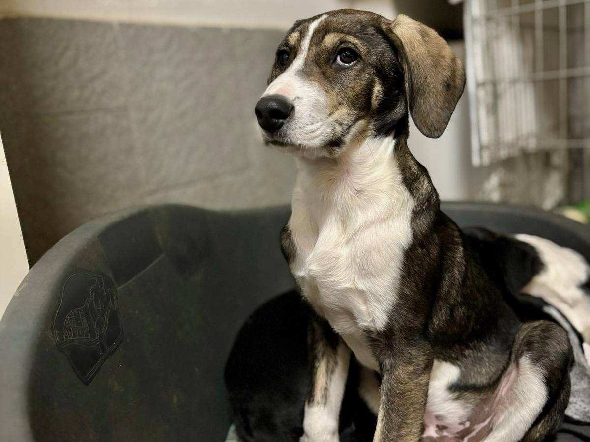 Adotta un cane, maschio, 1 anno, Milano