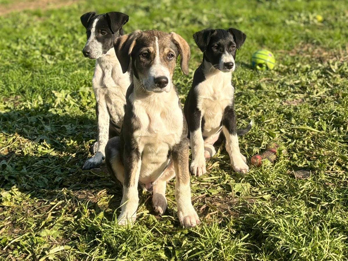 Adotta un cane, taglia media contenuta, maschio, Milano