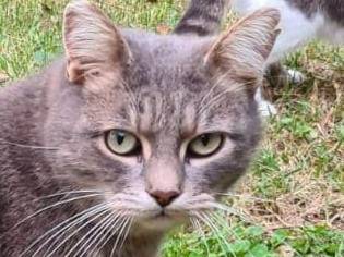 Foto dell'animale