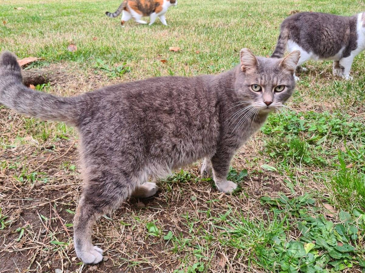 Adotta un gatto, maschio, 2 anni  e 3 mesi , Viterbo