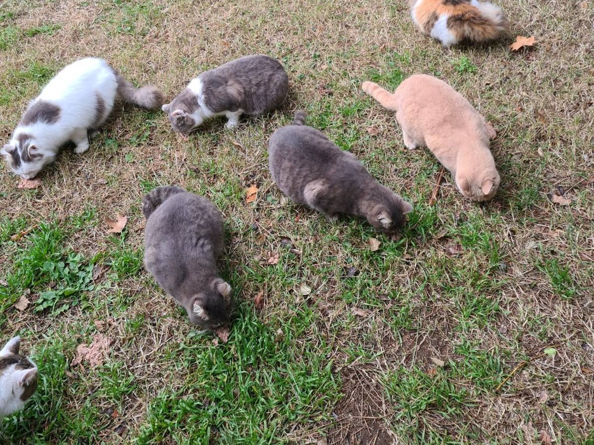 Adotta un gatto, taglia non valida, maschio, Viterbo