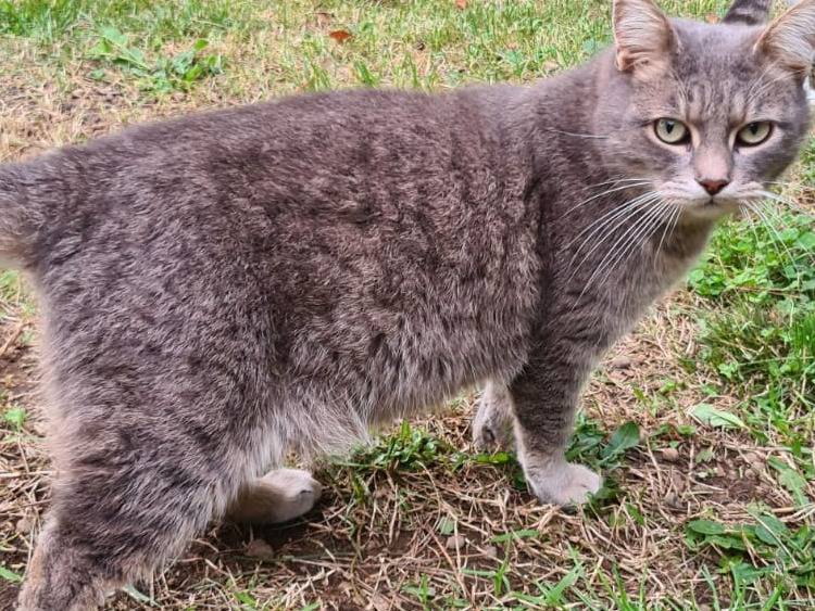 Vuoi adottare un gatto a Viterbo?